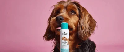 Shampoing sec pour chien : la solution express pour un pelage frais sans bain